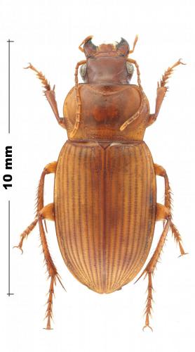 Réf. 270 943 : Harpalus sp.